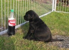 Die Bildergeschichte von Carlo oder "Specksckchens" Coca-Cola-Erlebnis - Teil 1: Coca Cola- was ist das denn?