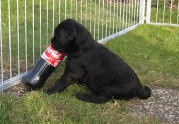 Die Bildergeschichte von Carlo oder "Specksckchens" Coca-Cola-Erlebnis - Teil 3: ups, nun ist es umgekippt